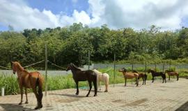 Jalarta Stable, Wisata Berkudanya Ngestirejo