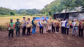 Panen Raya Padi Program Ketahanan Pangan Kalurahan Ngestirejo