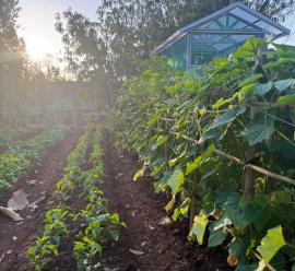 KWT Ngudi Makmur Mendang I Sulap Lahan Kosong Jadi Kebun Sayur Produktif 